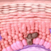 Illustration of a layered structure with pink, purple, and brown circular shapes.