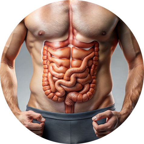 Illustration of human digestive system overlay on male torso.