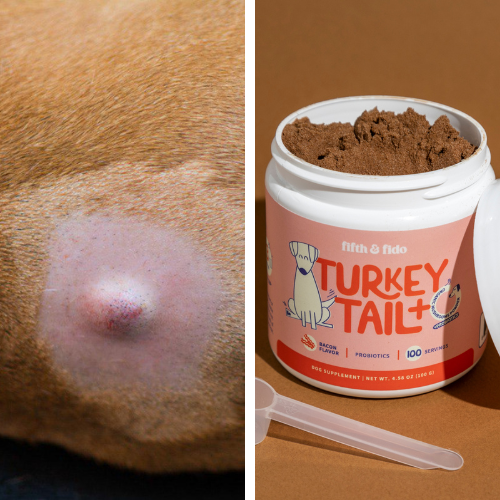Close-up of a dog's skin with a bump and a container of pet supplement.