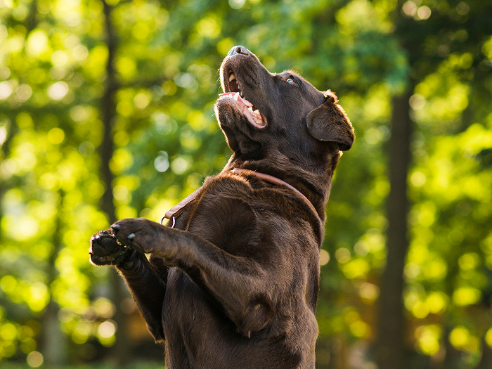 Brown dog standing on hind legs in a forested area.