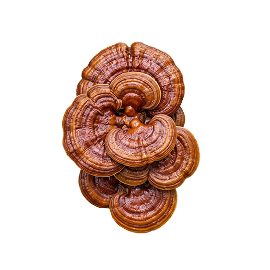 A cluster of glossy, reddish-brown, fan-shaped Reishi mushrooms isolated on a white background.