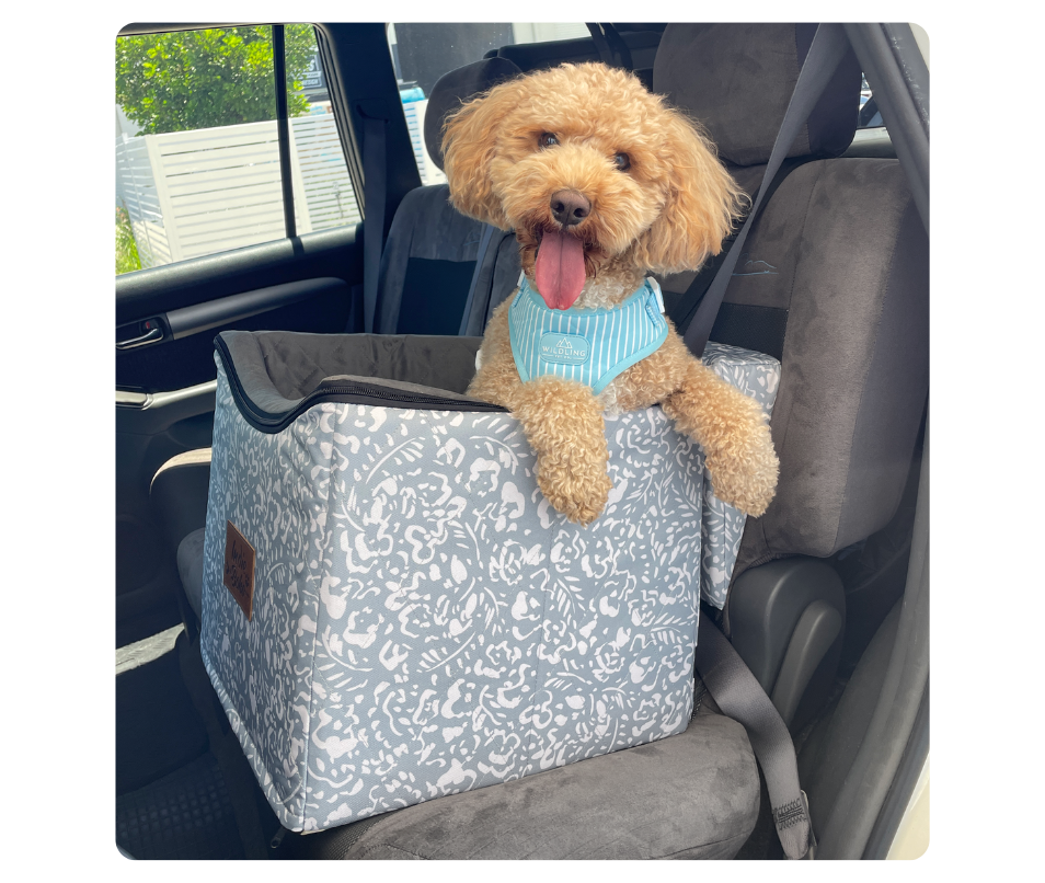 A fluffy dog in a car seat with a blue harness, sitting in a vehicle.