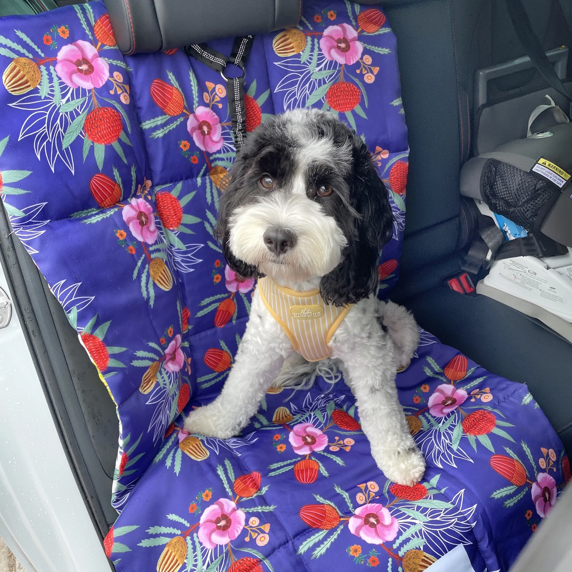Black and white dog sitting on a floral car seat cover.