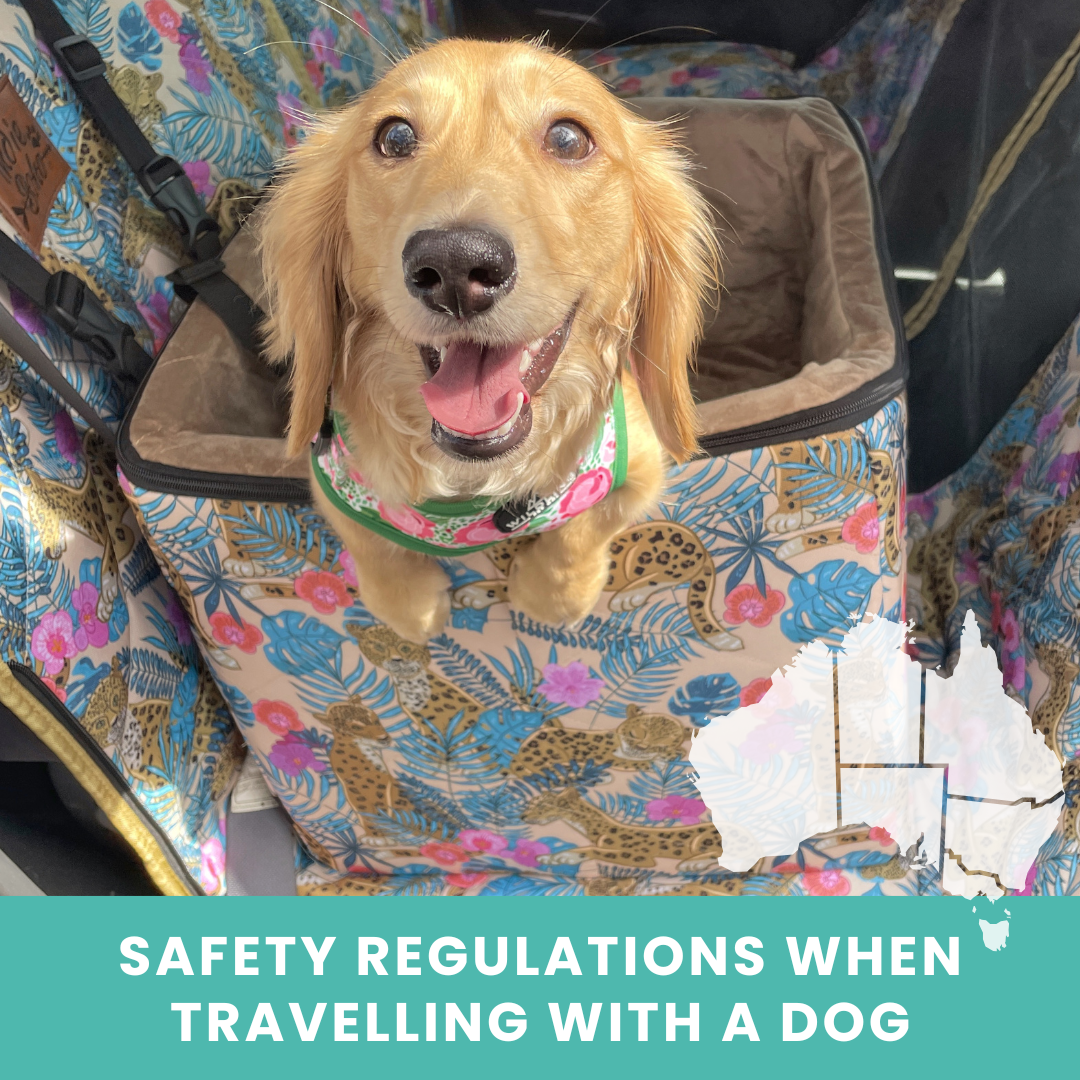 Happy dog in a colorful car seat with safety message overlay.
