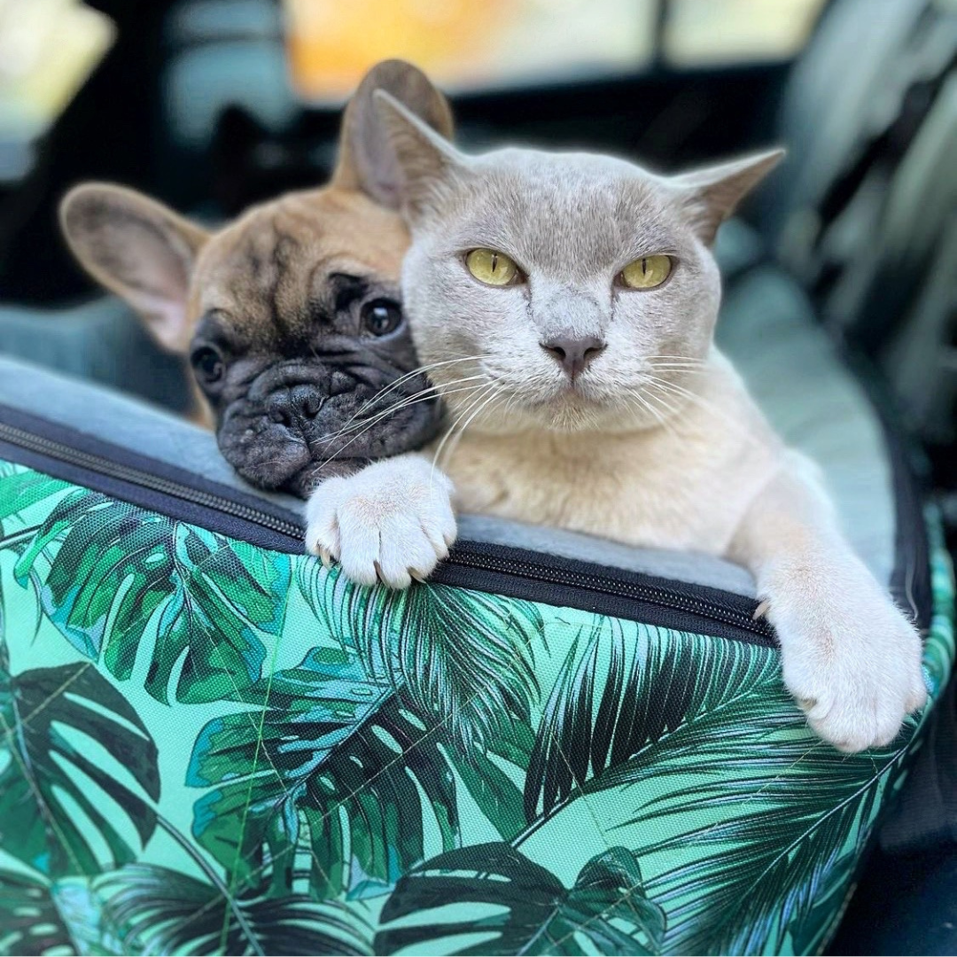 A cat and a dog resting together in a leafy-patterned bag.