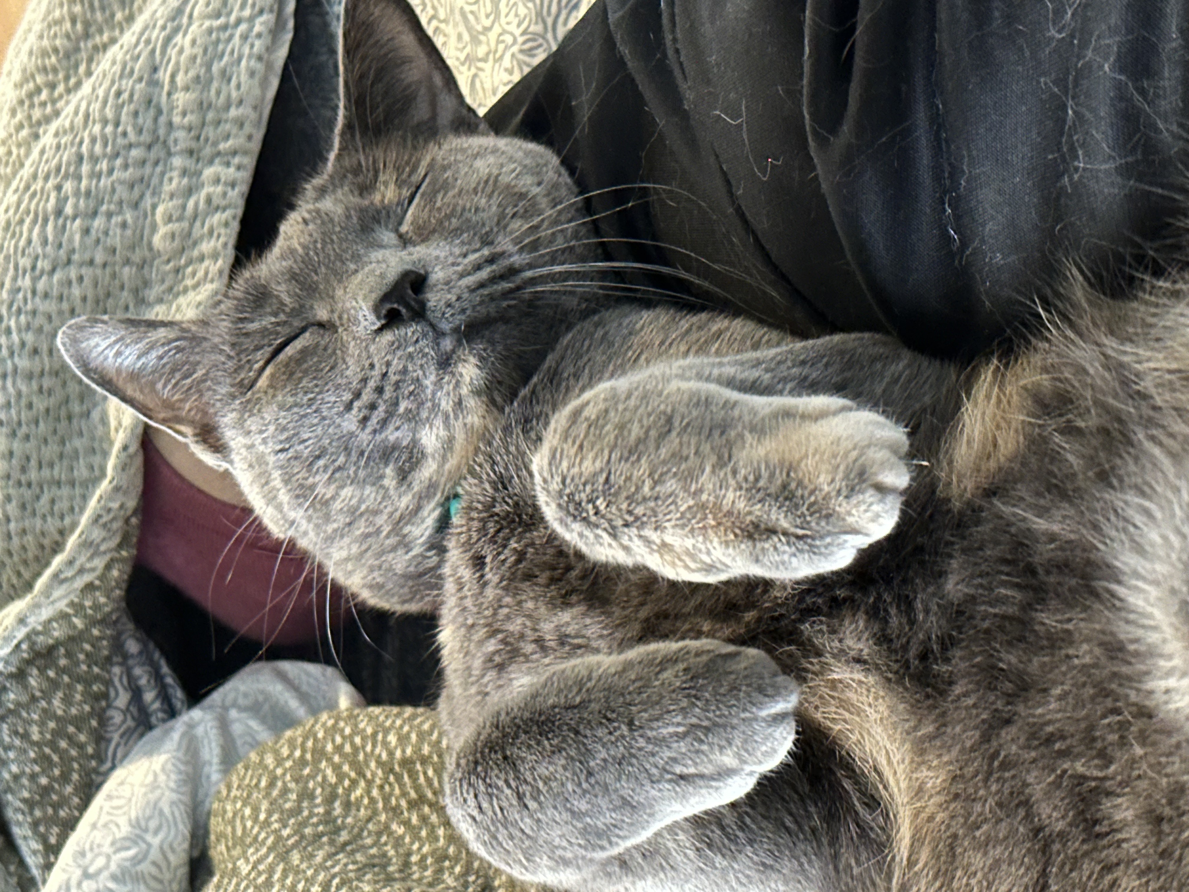 A close-up of a gray cat sleeping on its back with its paws curled up.