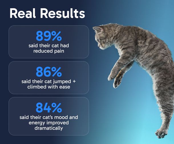 Gray cat jumping with text showing survey results about cat health improvements.