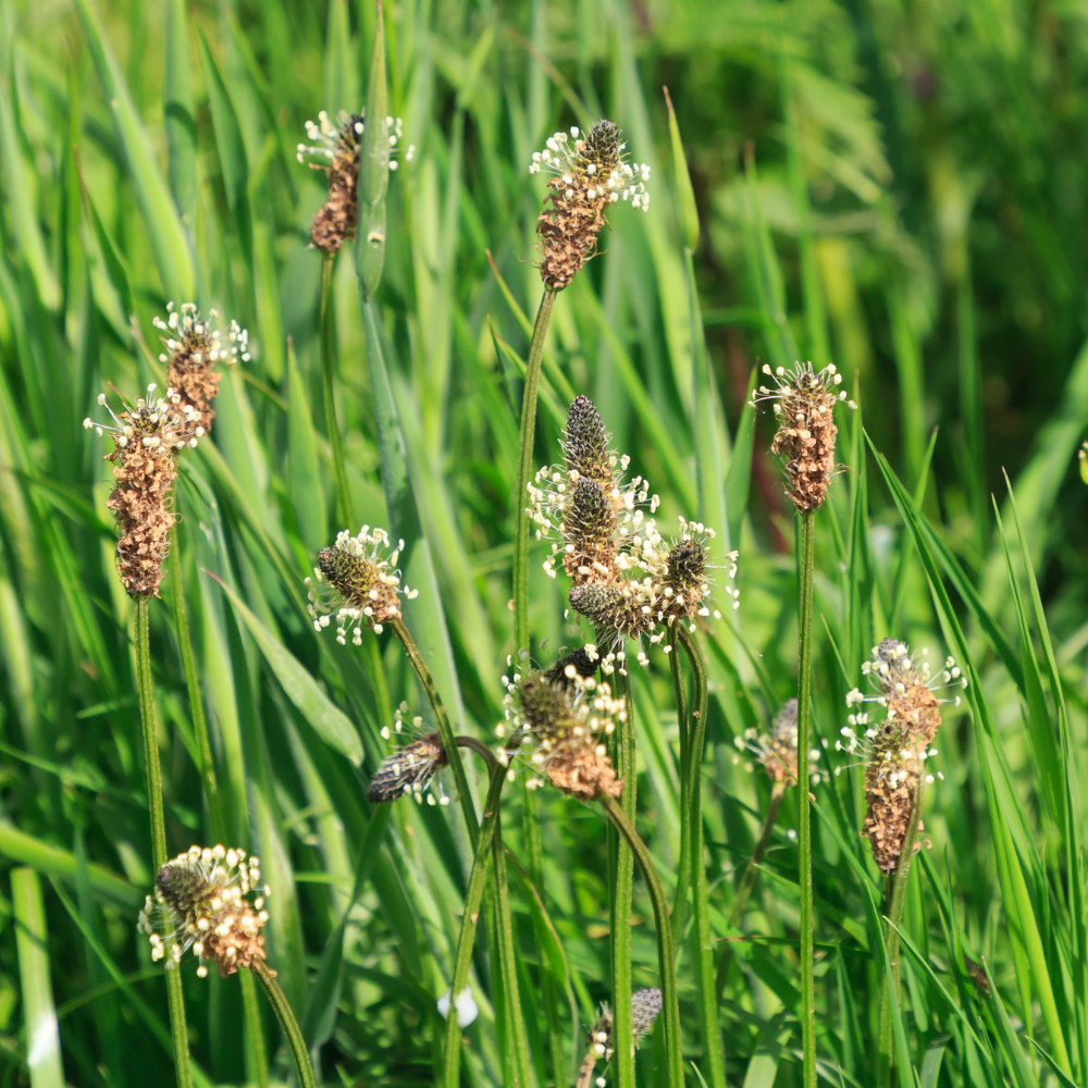 A close-up of ribwort plantain flowers with prominent white stamens against a background of green grass.