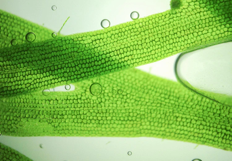 Close-up of green algae strands with air bubbles in water.