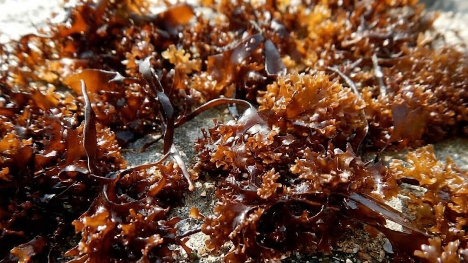 A close-up shot of wet, reddish-brown seaweed with frilly fronds on a sandy surface.