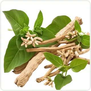 Dried roots with green leaves and small flowers on a white background.