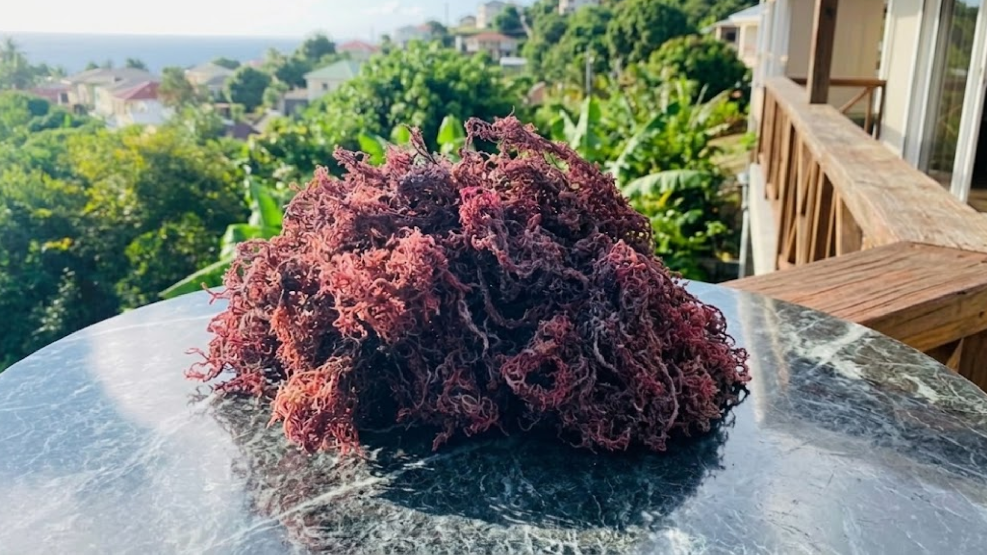 A pile of dried red sea moss sits on a marble table on a balcony overlooking a tropical coastline.