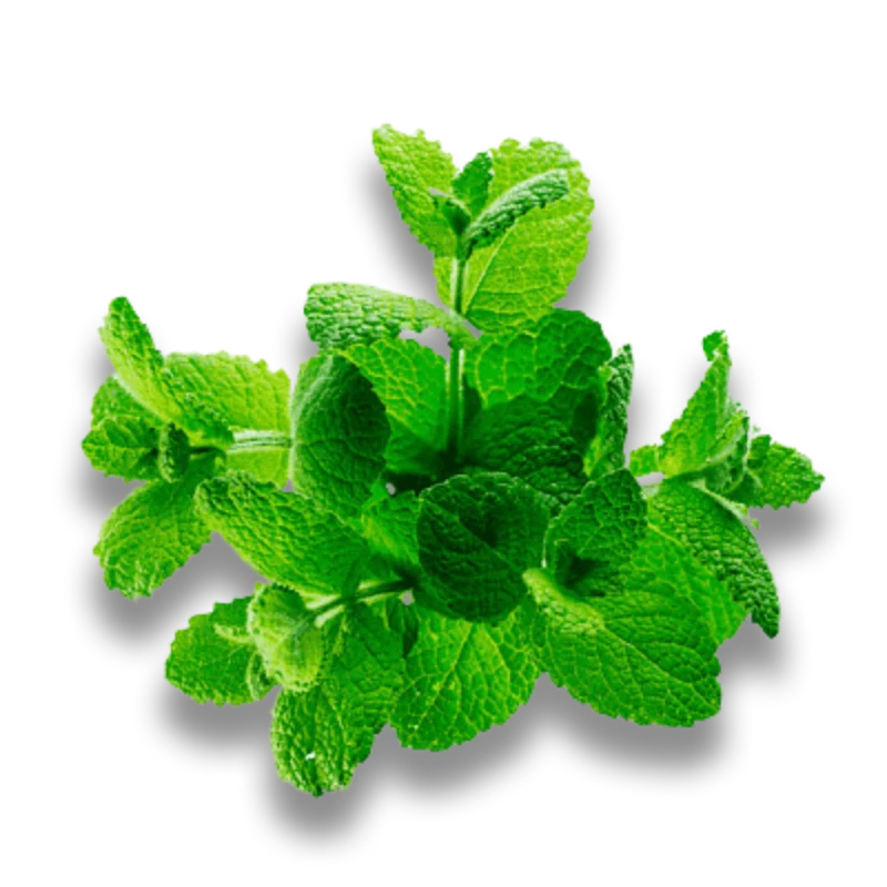 A bunch of fresh, green mint sprigs with a drop shadow on a transparent background.