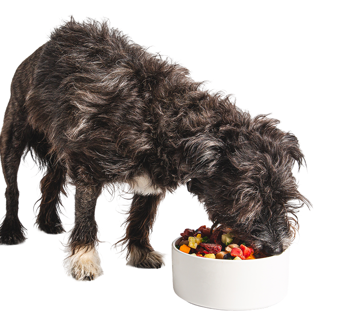 A shaggy dog eating from a white bowl filled with colorful food.