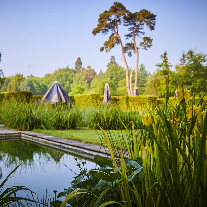 A tranquil garden pond surrounded by yellow irises, with hedges and tall trees in the background.