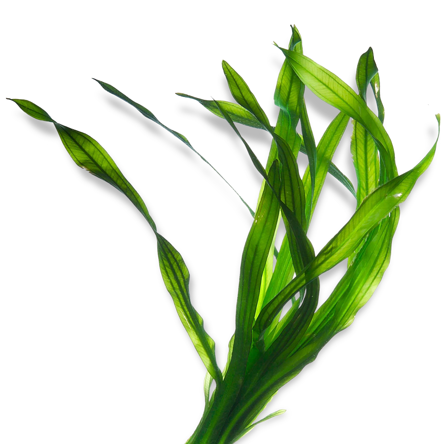A close-up of a green aquatic plant with long, thin leaves against a white background.