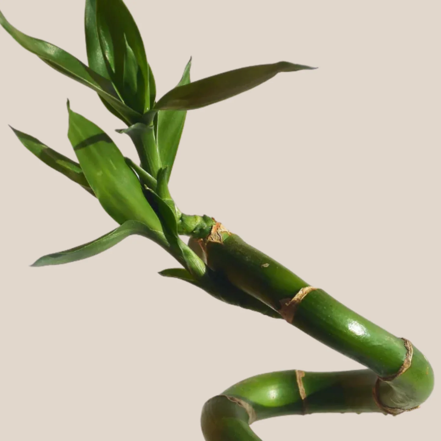 Curled green bamboo stem with leaves on a light background.