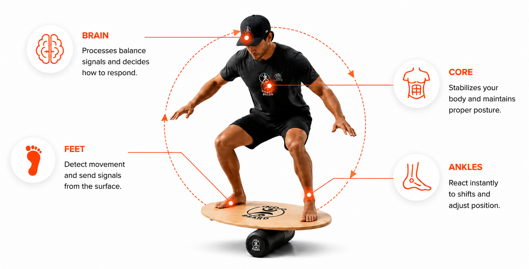 Infographic showing a man on a balance board with callouts for brain, core, feet, and ankles.