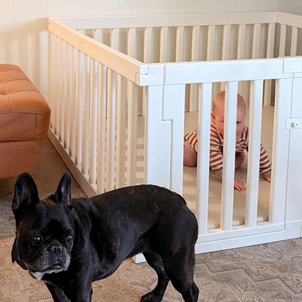 A black French bulldog stands in front of a white playpen where a baby is crawling.