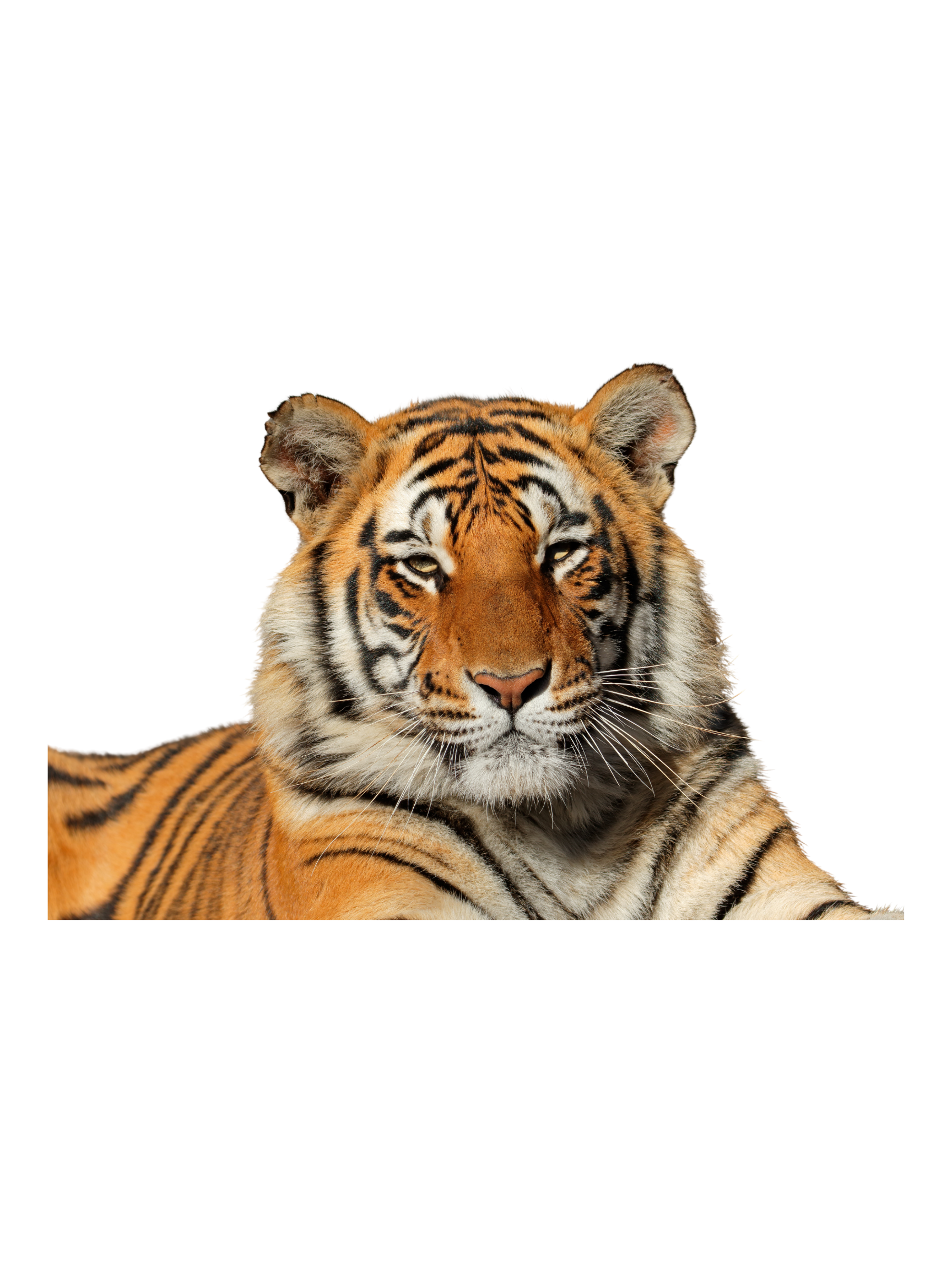 Close-up of a tiger lying down, facing forward.