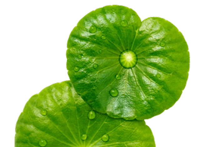 A close-up of two round, green Gotu Kola leaves with water droplets on a white background.
