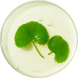Two round, green leaves with stems floating in a clear liquid inside a petri dish.