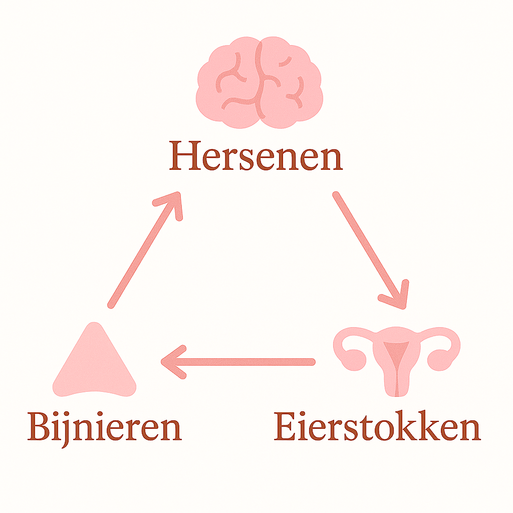 Diagram showing brain, adrenal glands, and ovaries with arrows indicating connections.