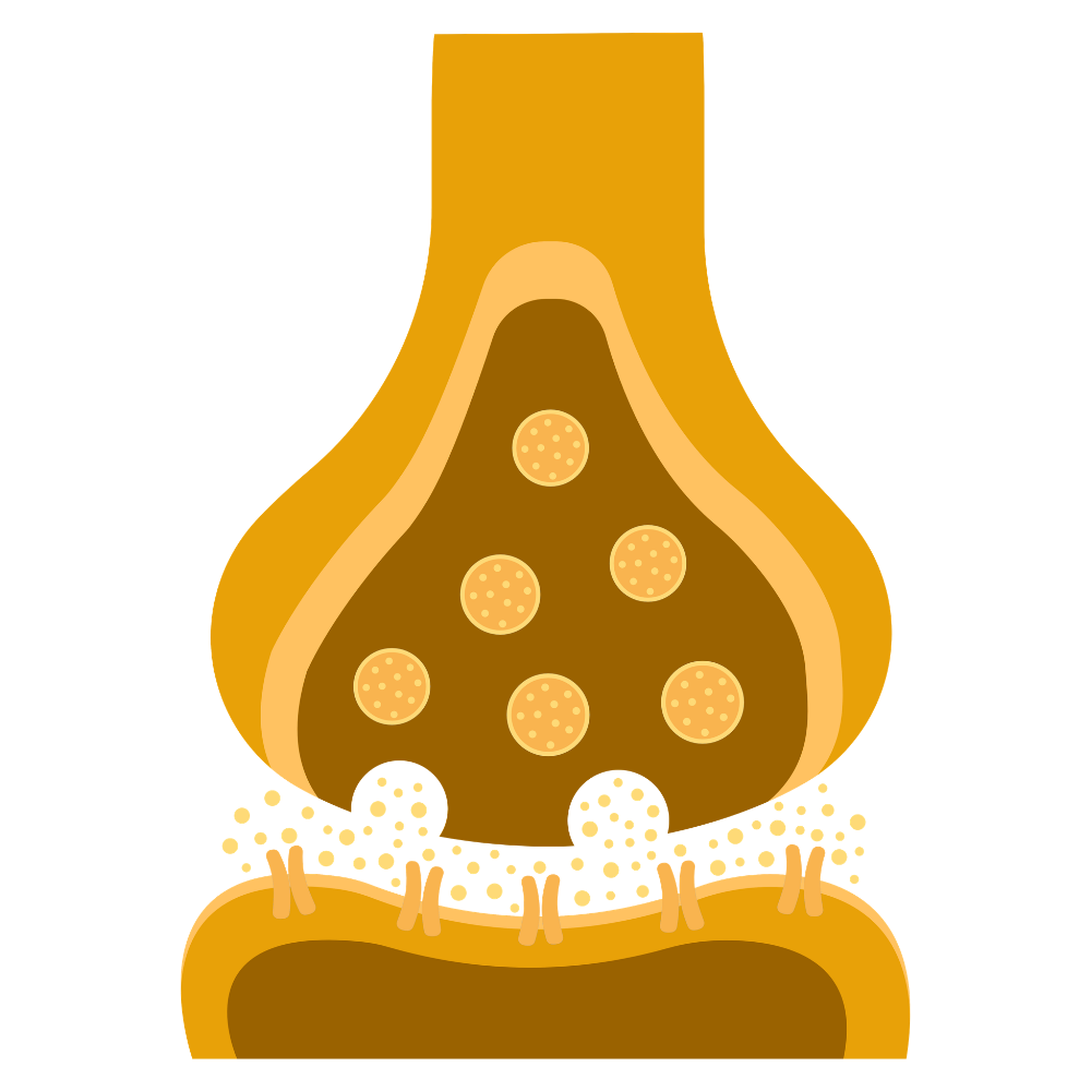 An illustration of a nerve synapse showing the release of neurotransmitters across the synaptic cleft.