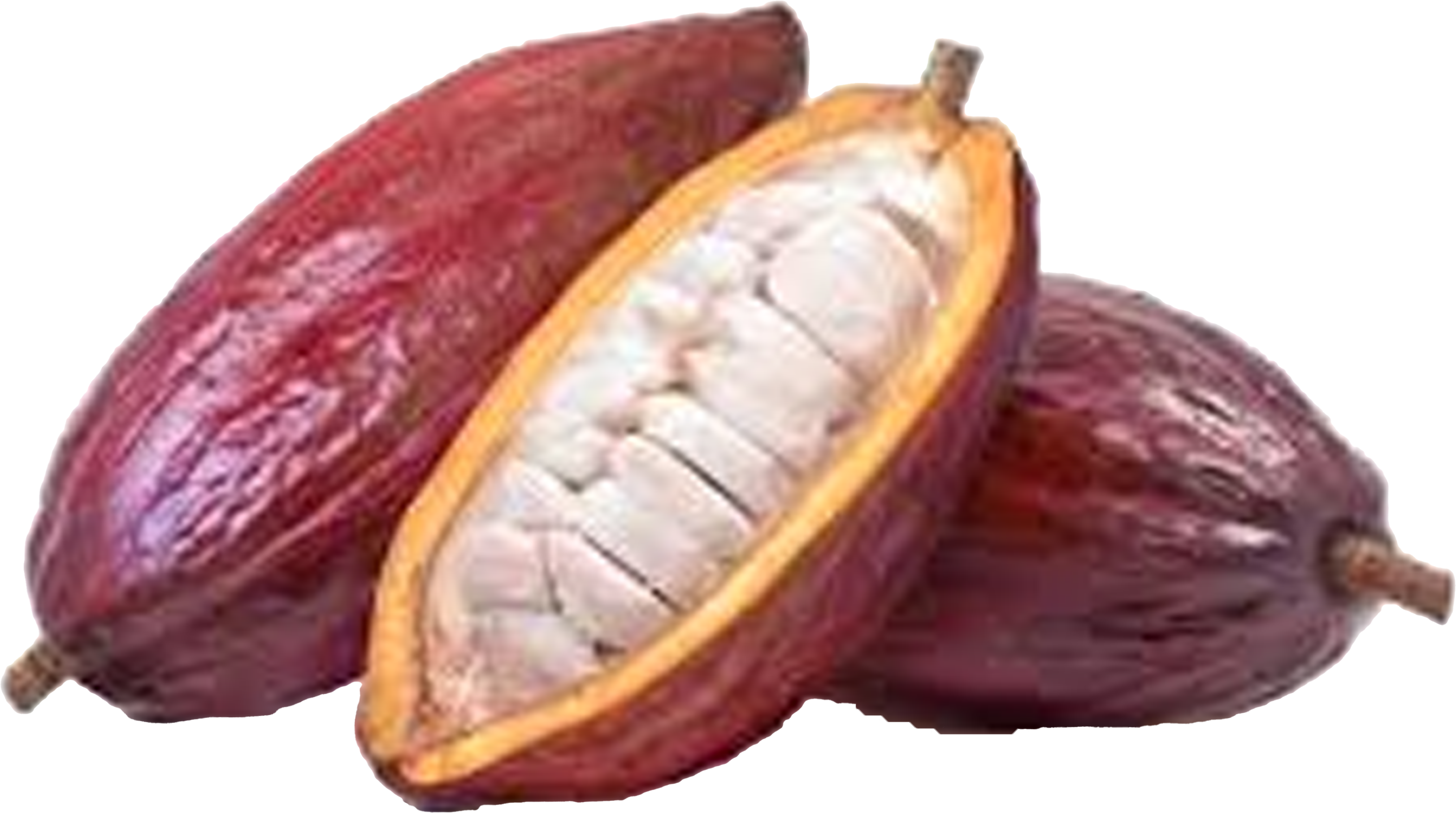 Three cocoa pods, one split open showing white seeds.