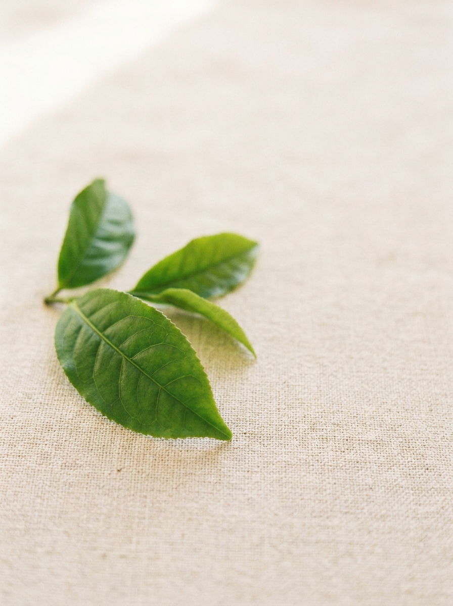 A close-up of a small sprig of green leaves resting on a light-colored, textured fabric.