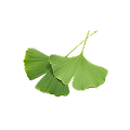 Three green ginkgo leaves on a white background.