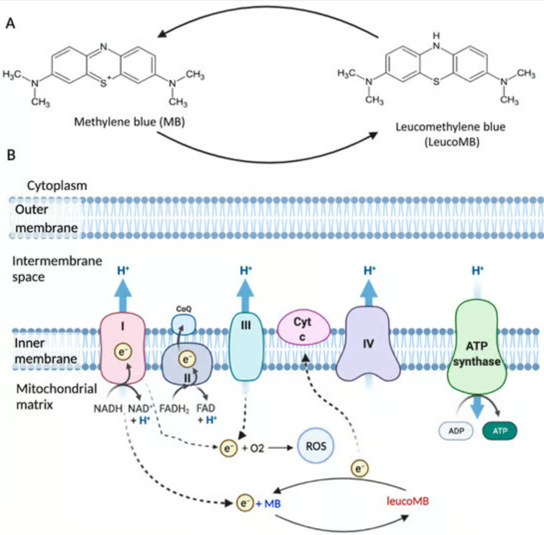 Diagram of methylene blue redox cycle and mitochondrial electron transport chain.