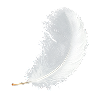 White feather on a transparent background.