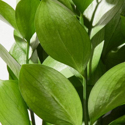 Close-up of vibrant green leaves with visible veins and smooth texture.