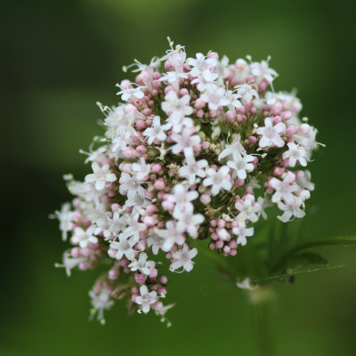 Cluster of small pink and white flowers against a blurred green background.
