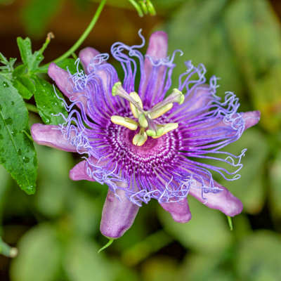 Close-up of a vibrant purple passionflower with intricate petals and green leaves.