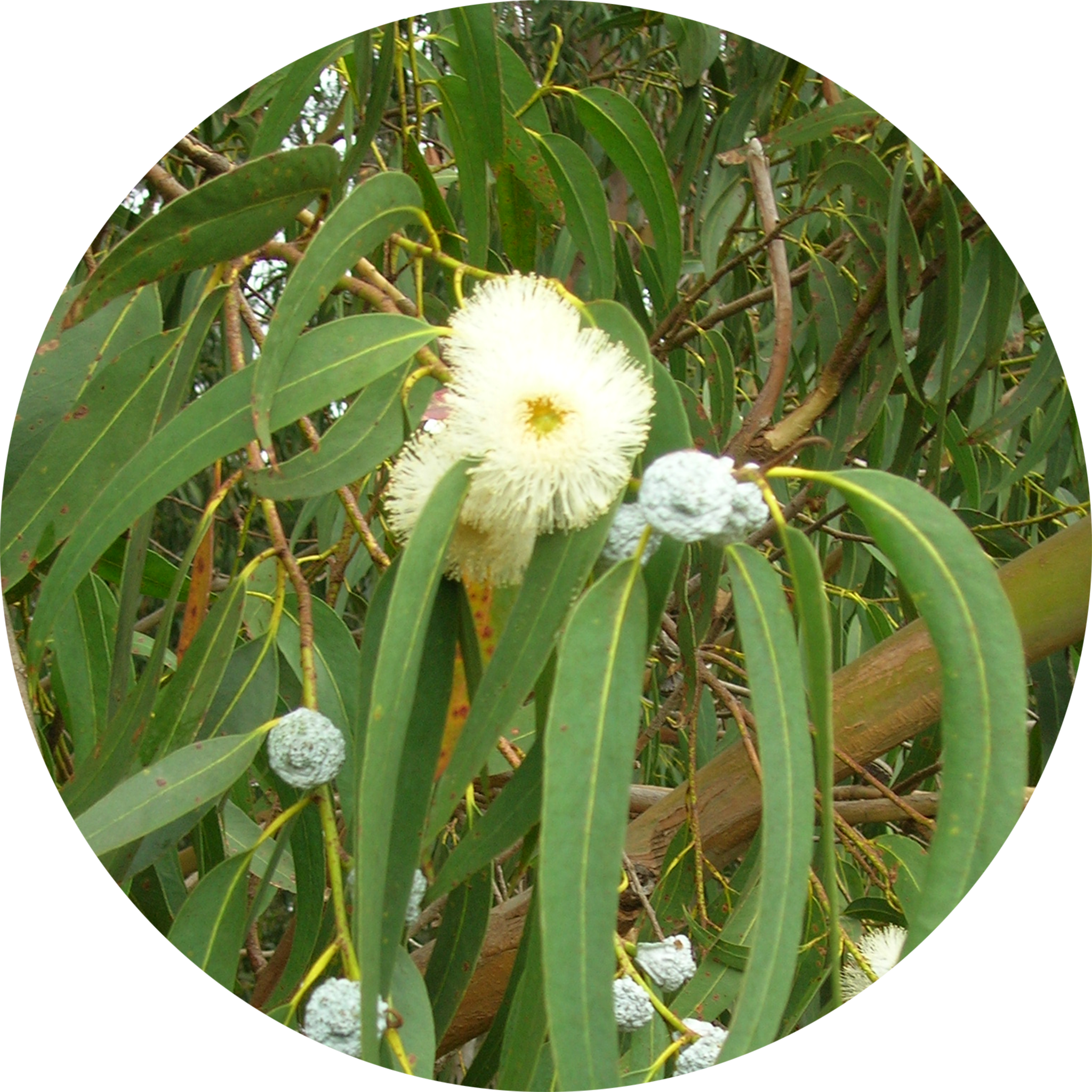 Eucalyptus tree with long leaves and white flowers.