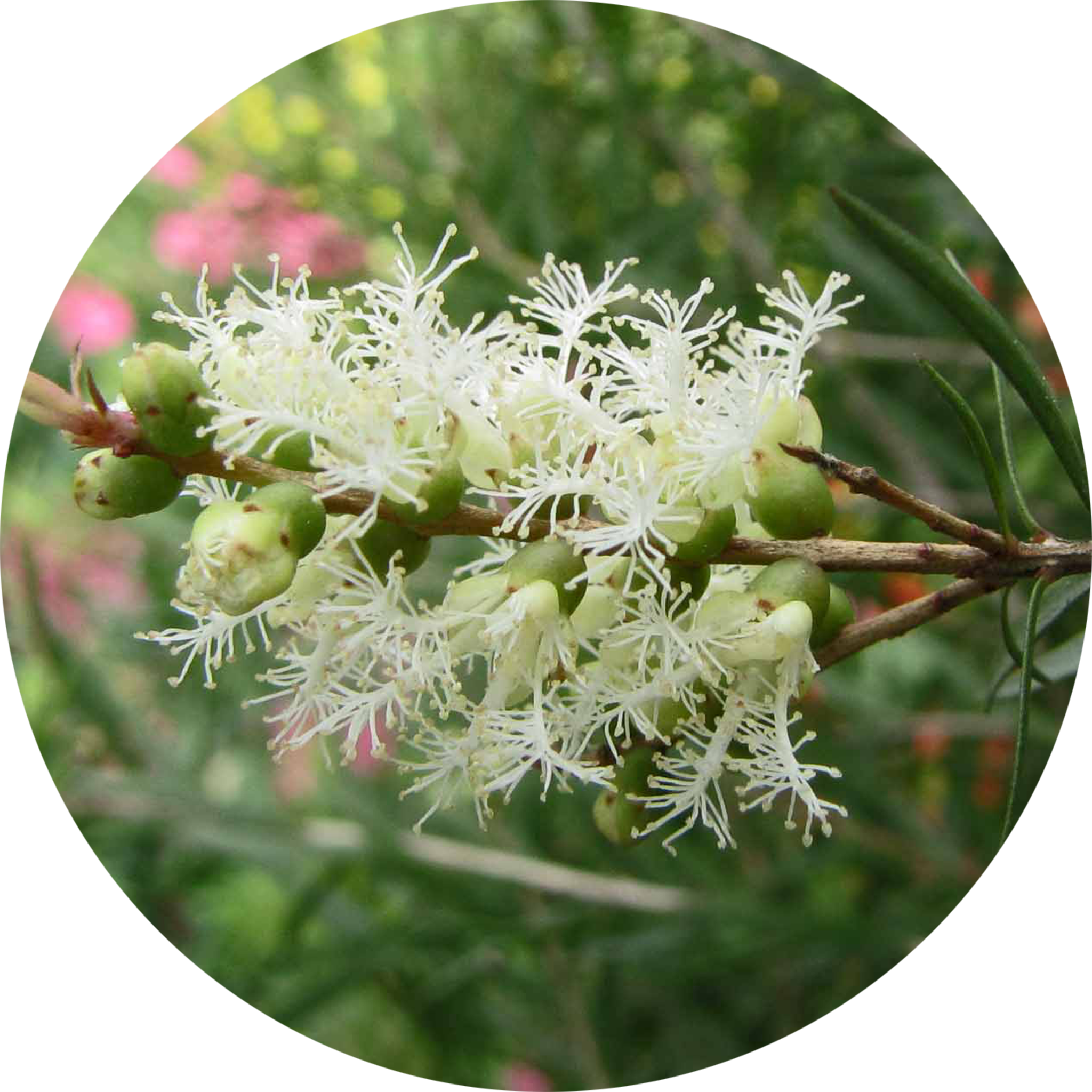 Close-up of white flowers with green buds on a branch.