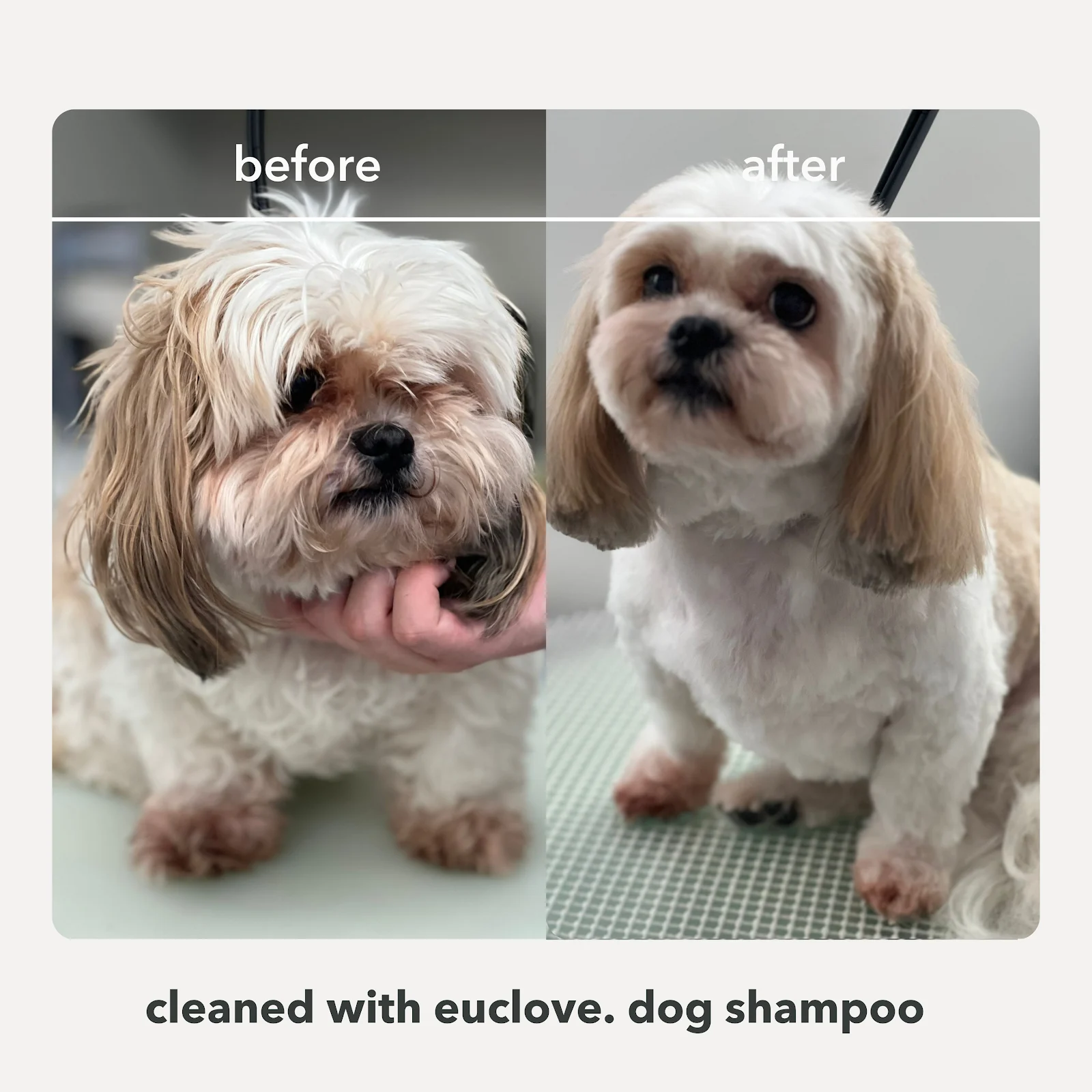 A before-and-after comparison of a small, fluffy dog, showing it looking shaggy and then neatly groomed.