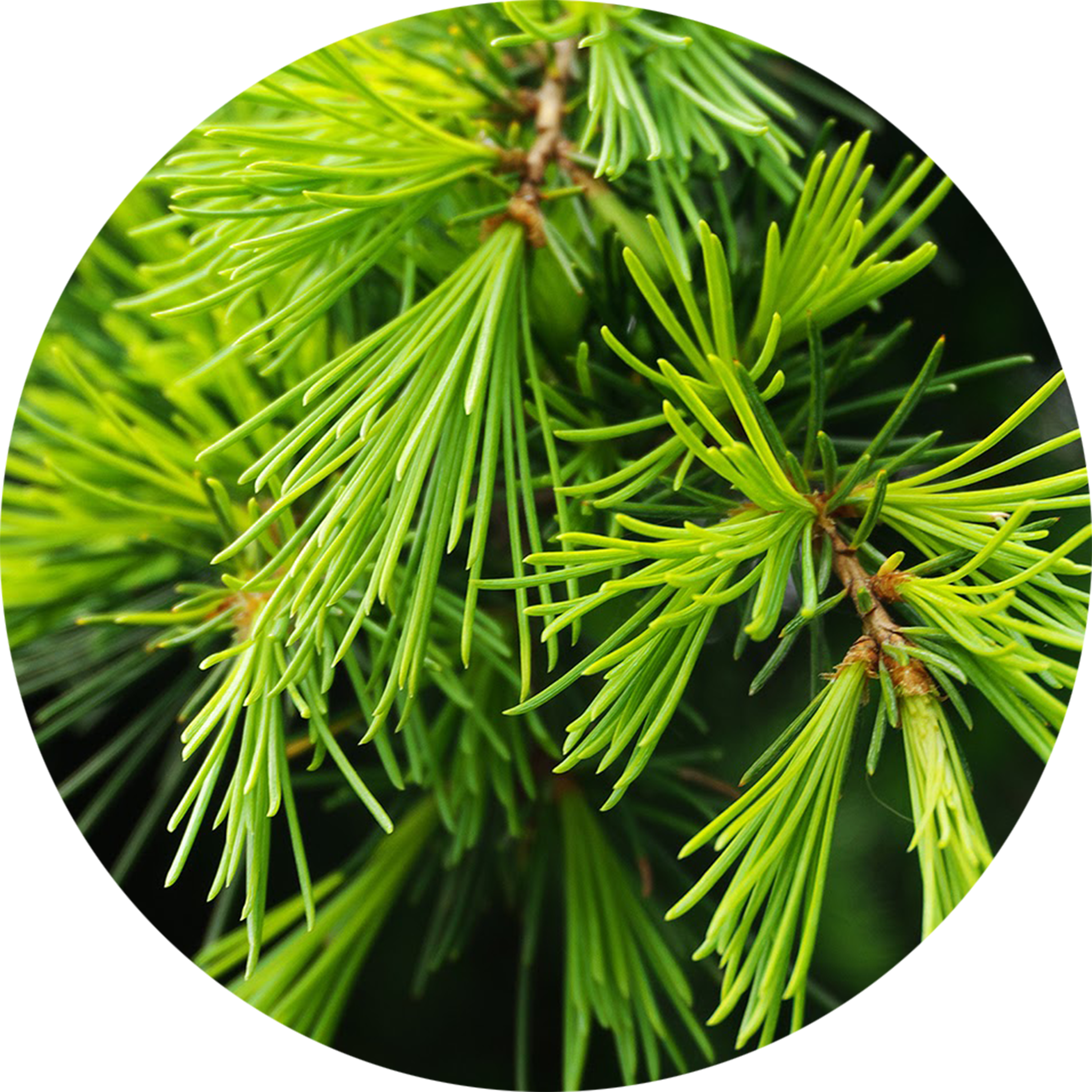 Close-up of green pine needles on a branch.