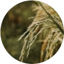 Close-up of golden wheat stalks in a field.
