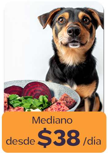 Dog sitting behind a bowl of vegetables with text overlay in Spanish.