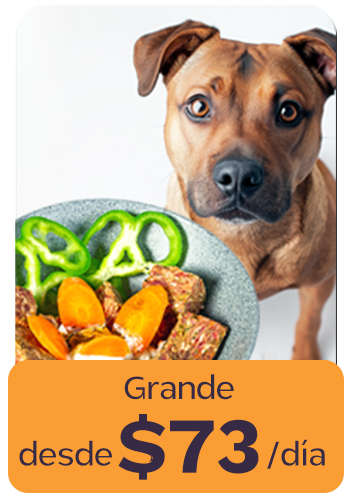 Dog looking at a plate of food with vegetables, text in Spanish about pricing.