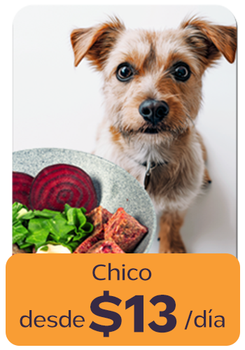 Small dog with a bowl of vegetables and text overlay in Spanish.