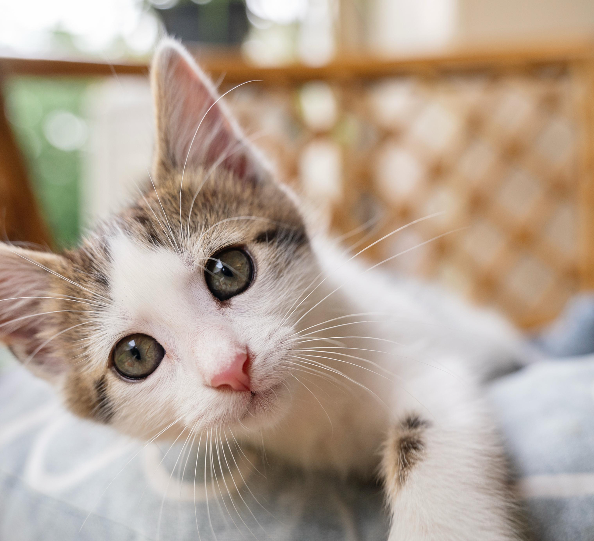 Close-up of a curious kitten with a pink nose and big eyes.