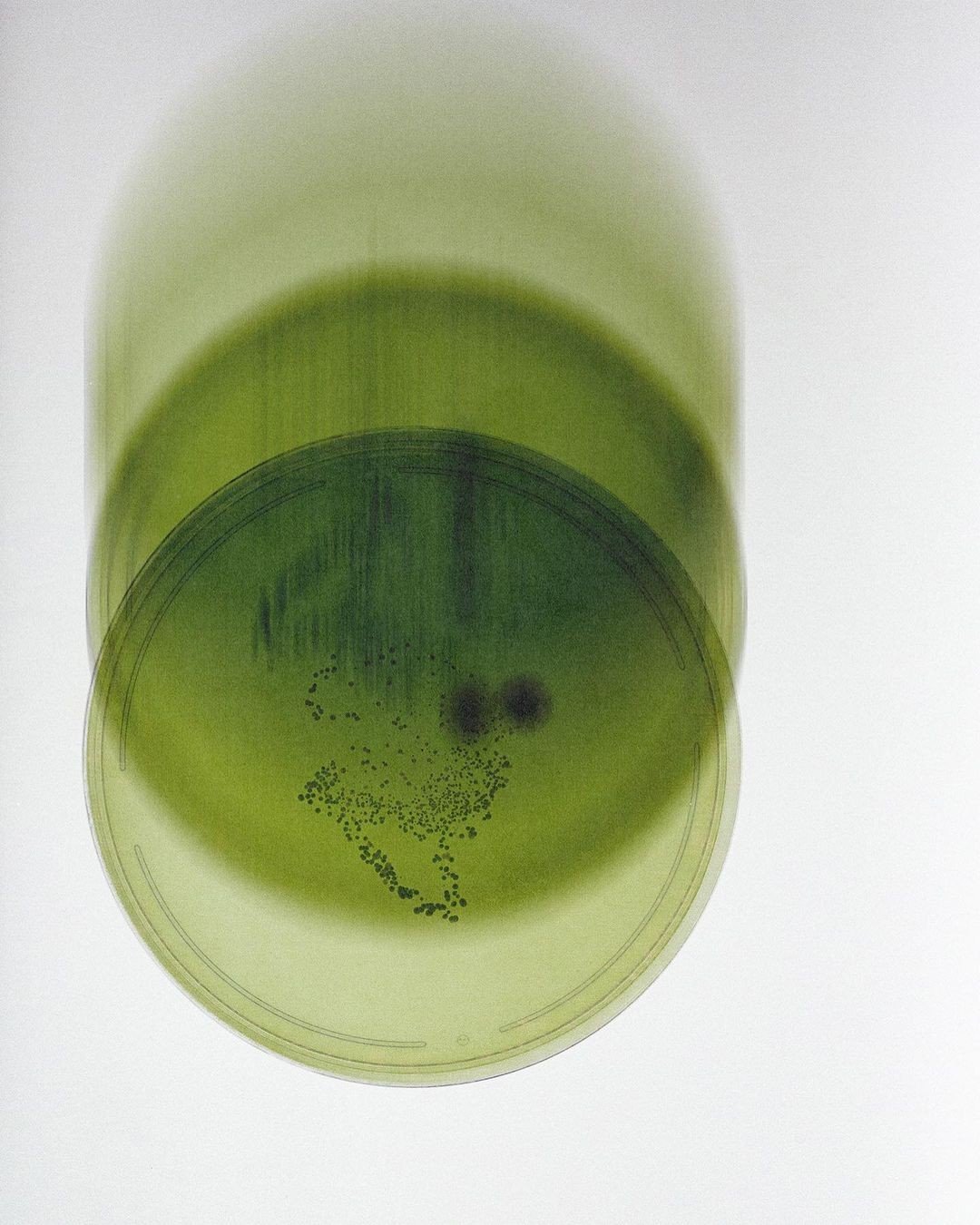 Green cylindrical shape with dark spots on a white background.