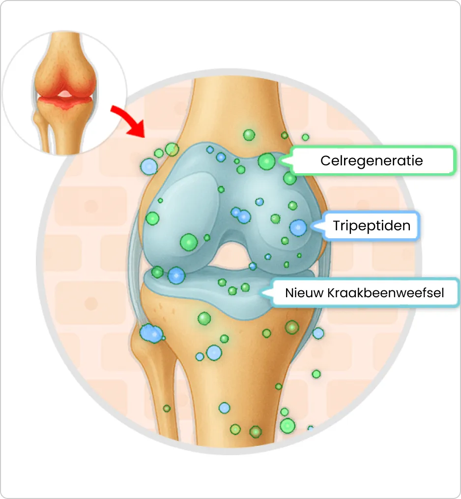 Illustration of a knee joint with labeled physiological processes.