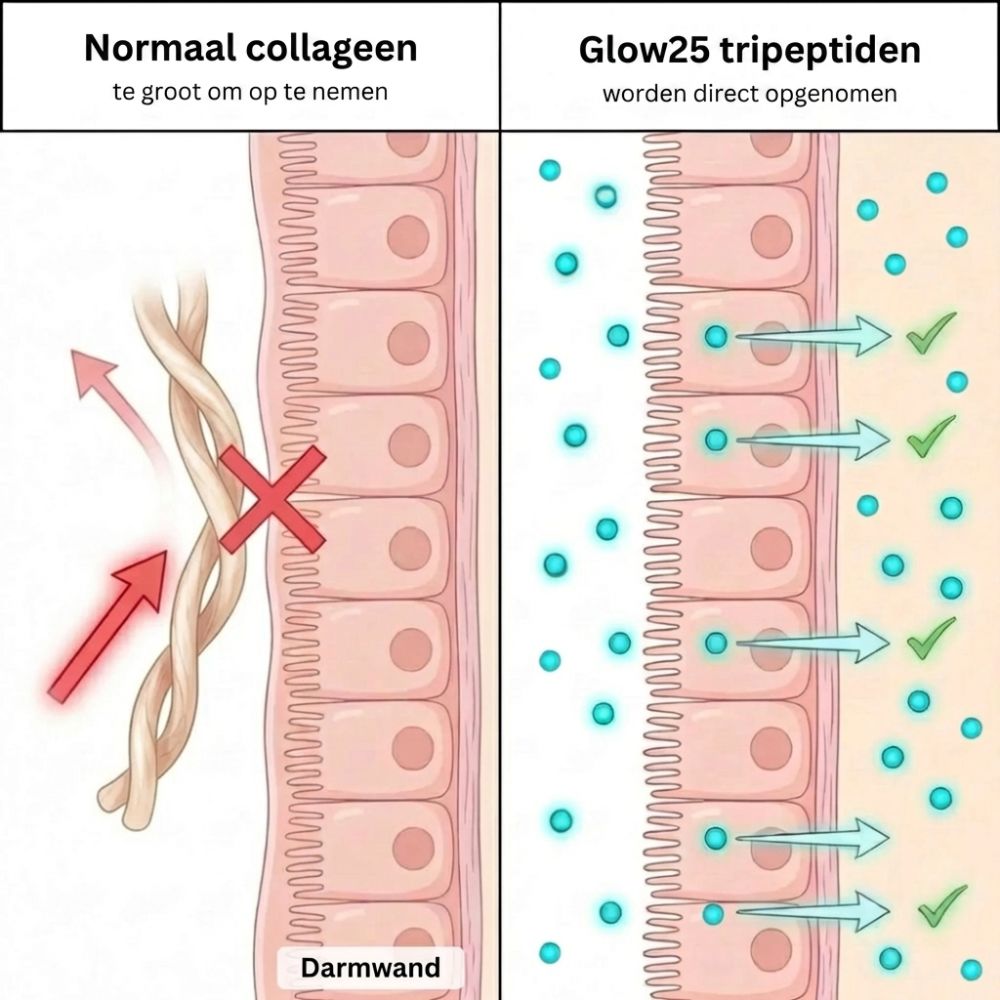 A diagram comparing the intestinal absorption of large collagen molecules versus small tripeptides.