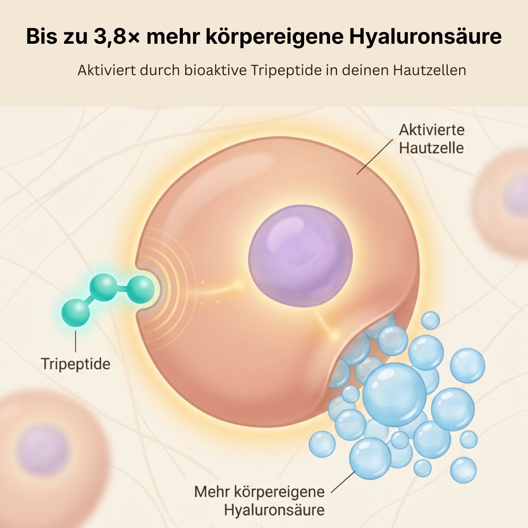 A scientific diagram showing how tripeptides activate a skin cell to produce hyaluronic acid.