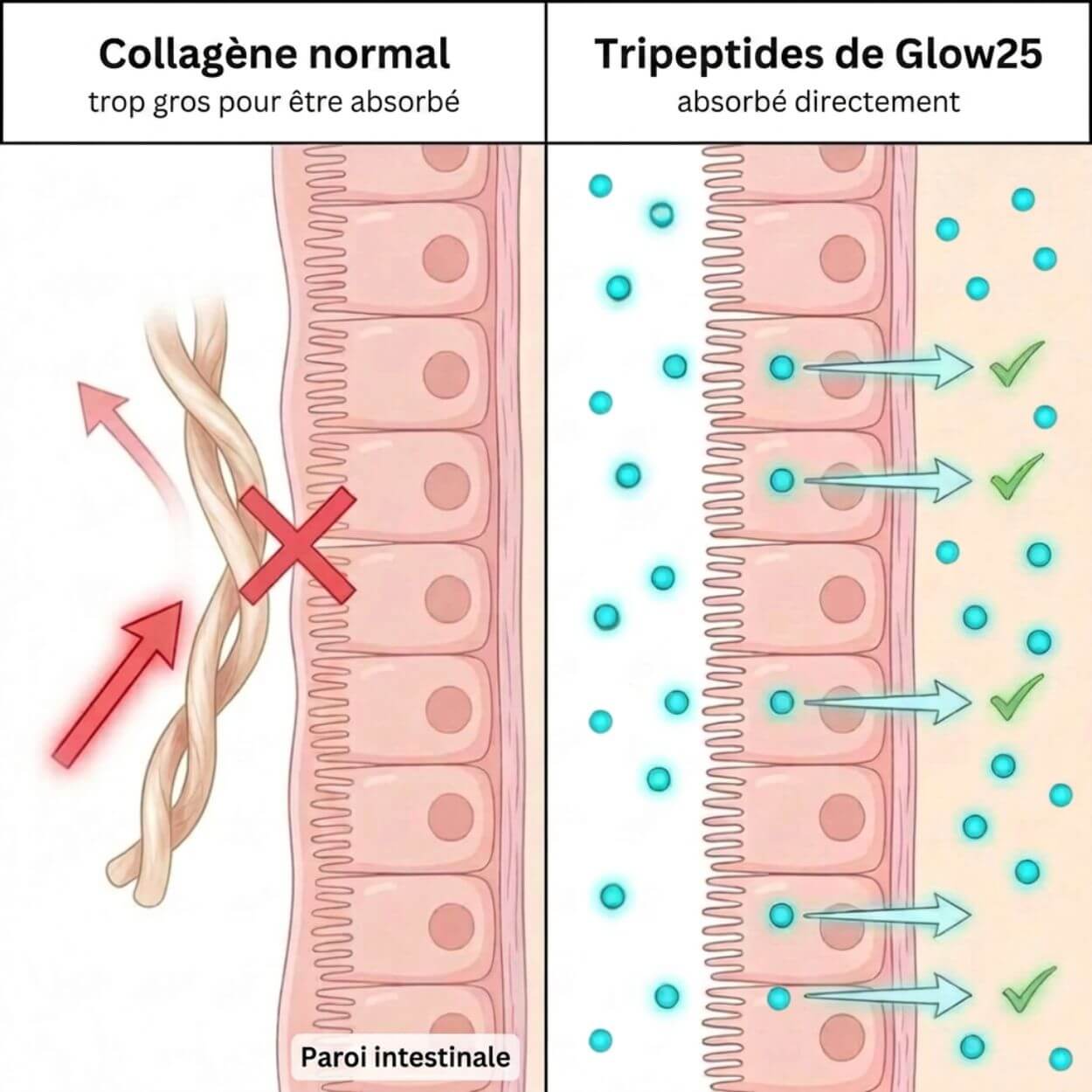 A diagram comparing the absorption of large collagen molecules versus small tripeptides through the intestinal wall.